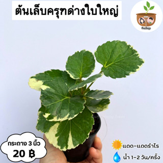 ต้นเล็บครุฑใบกลม จัดส่ง 2 ต้นขึ้นไป คละแบบได้