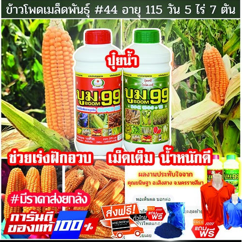 ปุ๋ยเพิ่มผลผลิตข้าวโพด บูม99 (ร้านใหม่) 🔥ชุด 1 ลิตร แถมเสื้อ+ผงอะมิโน🔥