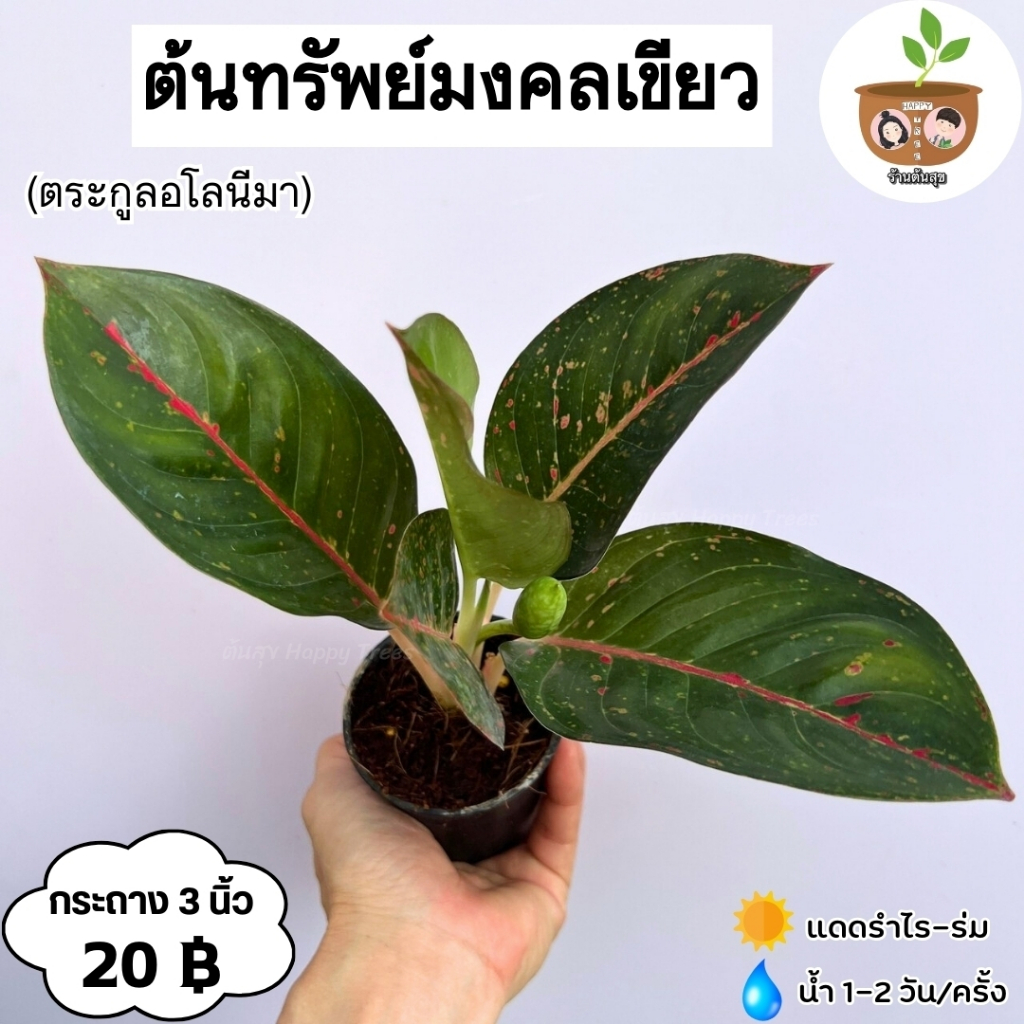 ต้นทรัพย์มงคลเขียว จัดส่งที่ 2 ต้นขึ้นไป คละแบบได้