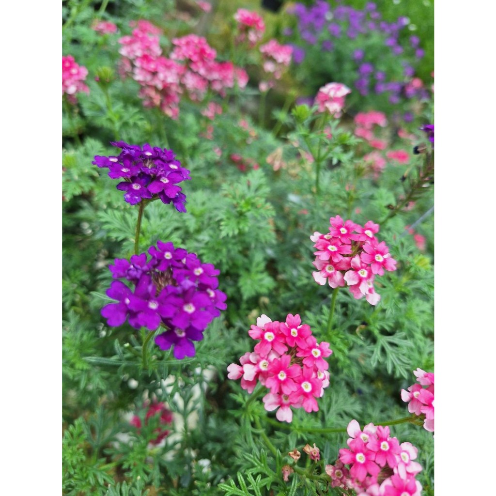 เวอร์บีน่าแคละ (Verbena bonariensis) คละสี ออกดอกทั้งปี โตง่าย ไม่ต้องการการดูแลมาก แดดร้อย