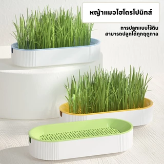 yoyopet : ชุดปลูกหญ้าแมว หญ้าแมว เมล็ดข้าวสาลี ถาดเพาะต้นอ่อน ชุดปลูกต้นสาลี ข้าวบาร์เล่ย์