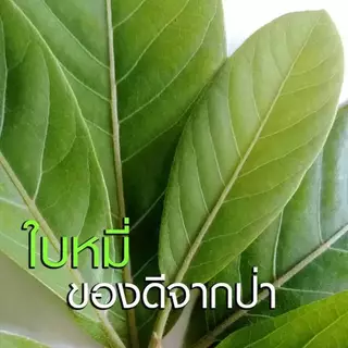 ผลิตสดใหม่วันต่อวัน แชมพูมะกรูด ใบหมี่ ORGANIC 300ml ลดคัน ลดผมร่วง ลดรังแค สดใหม่ ไร้สารเคมี