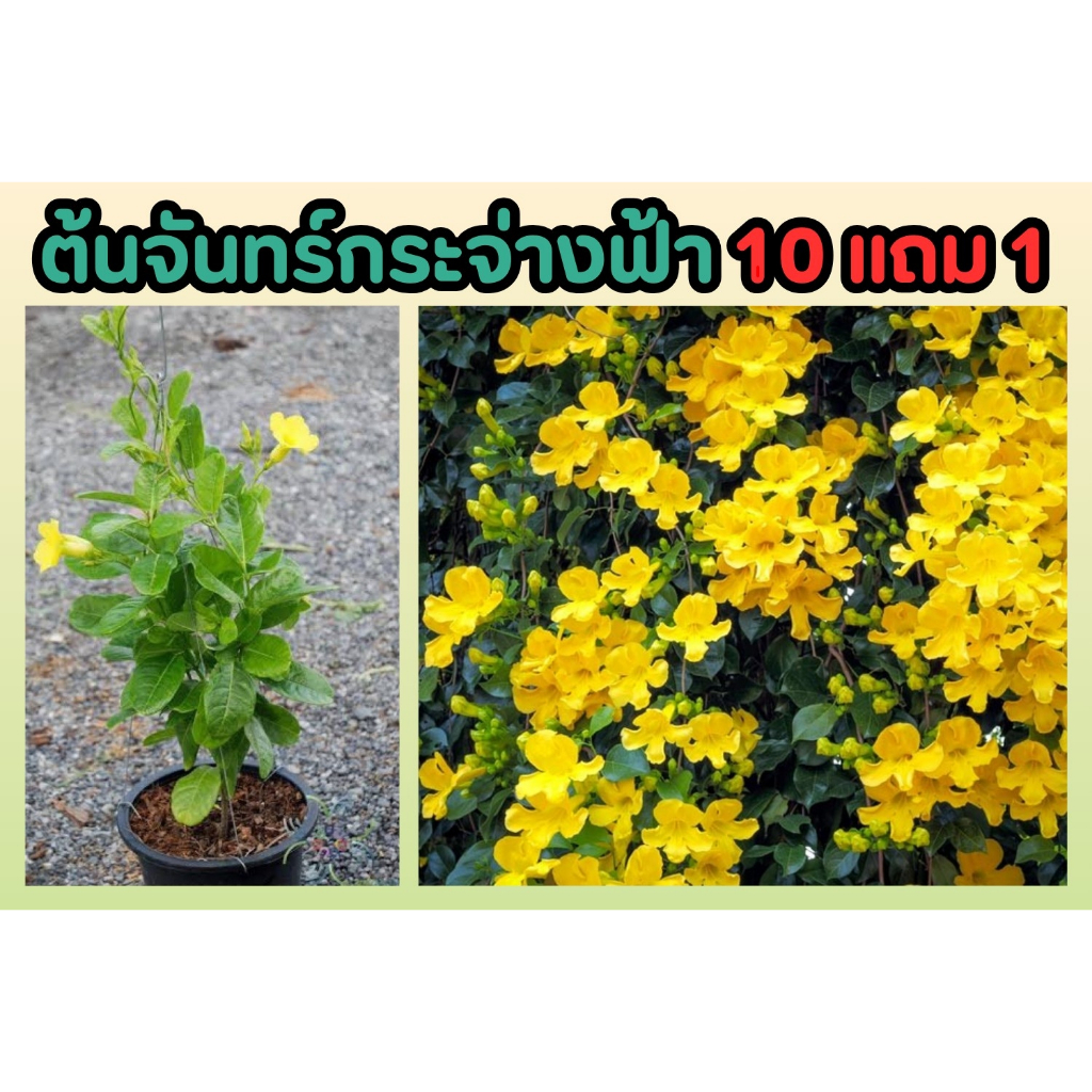 ต้นจันทร์กระจ่างฟ้า ดอกสีเหลือง กระถาง 10 นิ้ว เลื้อย  ต้นกล้า ทำซุ้มประดับ จัดสวน แต่งบ้าน มงคล ฟอกอากาศ ปลูกง่าย ดอก