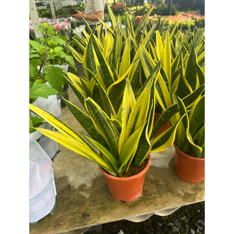 #ลิ้นมังกรโกลเด้นเฟรม #Golden frame สีสวยกนะถางใหญ่8นิ้ว ไม้มงคลฟอกอาศยอดนิยม เลี้ยงง่าย