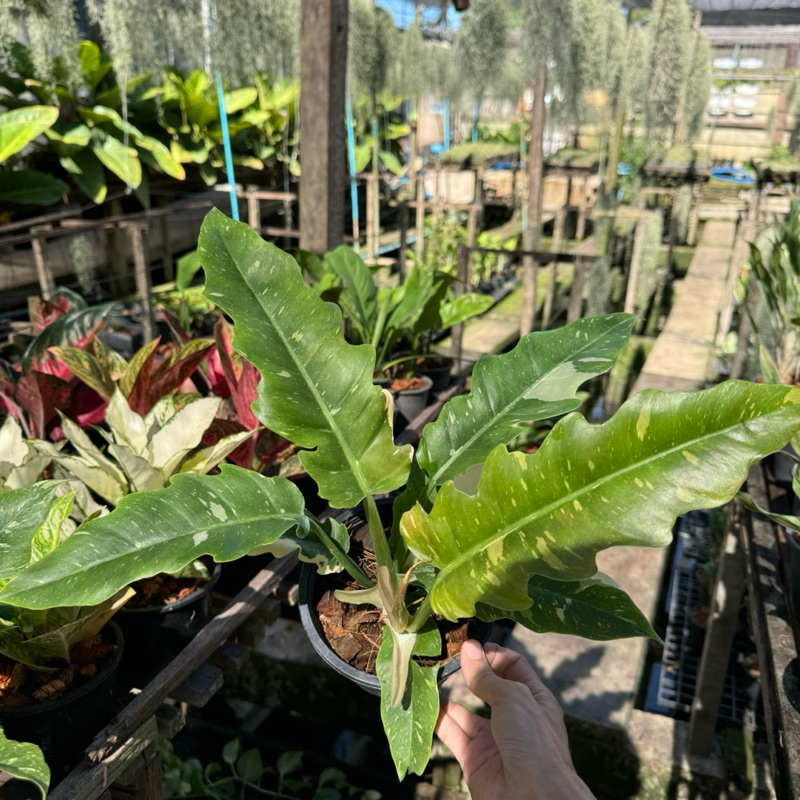 ฟิโลใบเลื่อยด่าง ใบจุดด่างสวย แพคส่งต้นพร้อมกระถางขนาด 5-6 นิ้ว