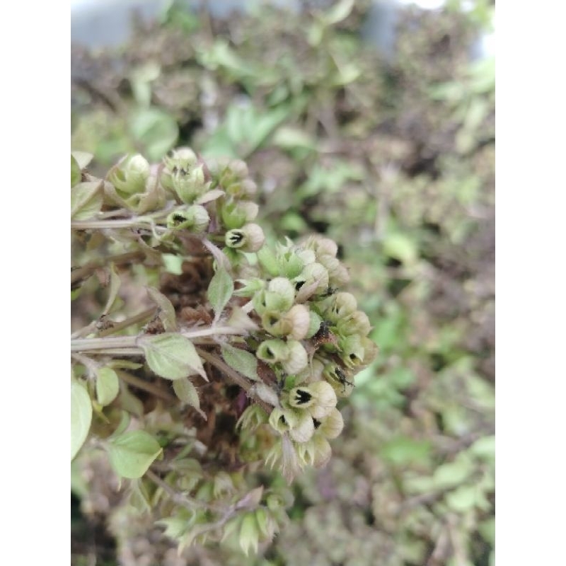 เมล็ดพันธุ์โหระพาแท้ พันธุ์ดอกพวง ขายซองละ 20บาท