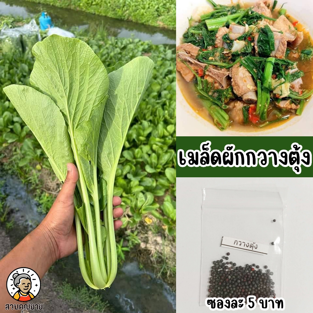เมล็ดพันธุ์กวางตุ้งพันธุ์ปักกิ่ง12  ต้นโตเร็ว กอใหญ่ ขนาดสม่ำเสมอ แข็งแรง ออกดอกช้า น้ำหนักดี