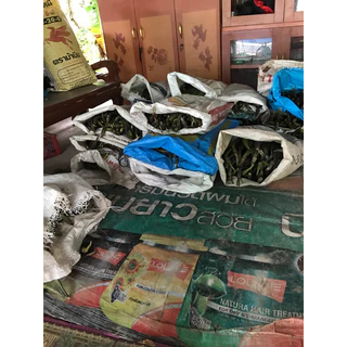 พิเศษ!!ฝักเพกา ฝักลิ้นฟ้า ฝักอีกา 1 kg. มีของพร้อมส่ง🔥สดๆจากสวนปลอดสาร 📌ราคาพิเศษ📌 รับประกันคุณภาพ✔️