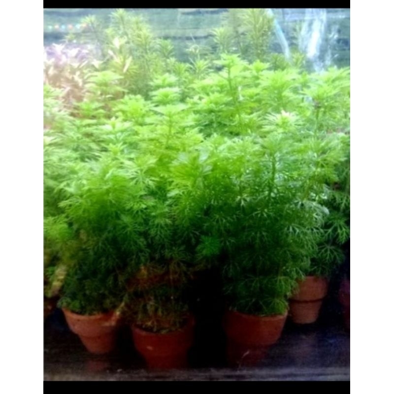 สาหร่ายผักชี ดระถาง ซื้อ 3 แถม 1(สินค้าพร้อมส่ง)