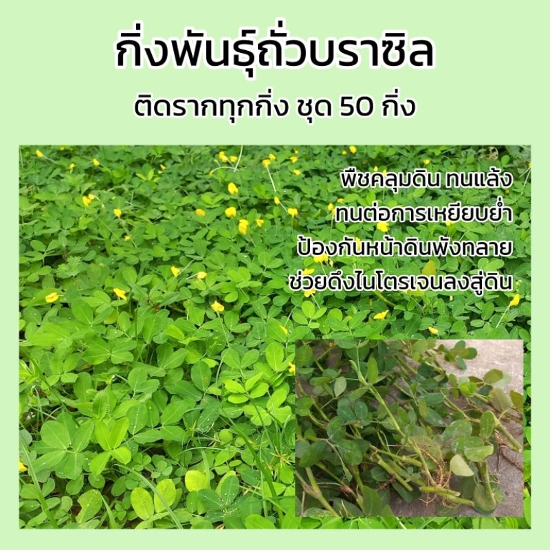 กิ่งพันธุ์ถั่วบราซิล พืชคลุมดิน ชุด 50 กิ่ง (จัดส่งภายใน 1-3 วัน)