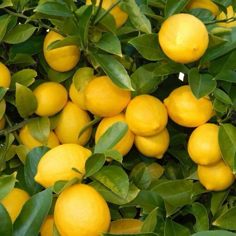 🍋ต้นเลม่อนสายพันธุ์เลื้อย meyer & eureka 🍋 ระบบรากแข็งแรงมีประกันทุกๆต้น หมาะกับบ้านที่มีพื้นที่น้อย สามารถเกาะข้างกำแพง