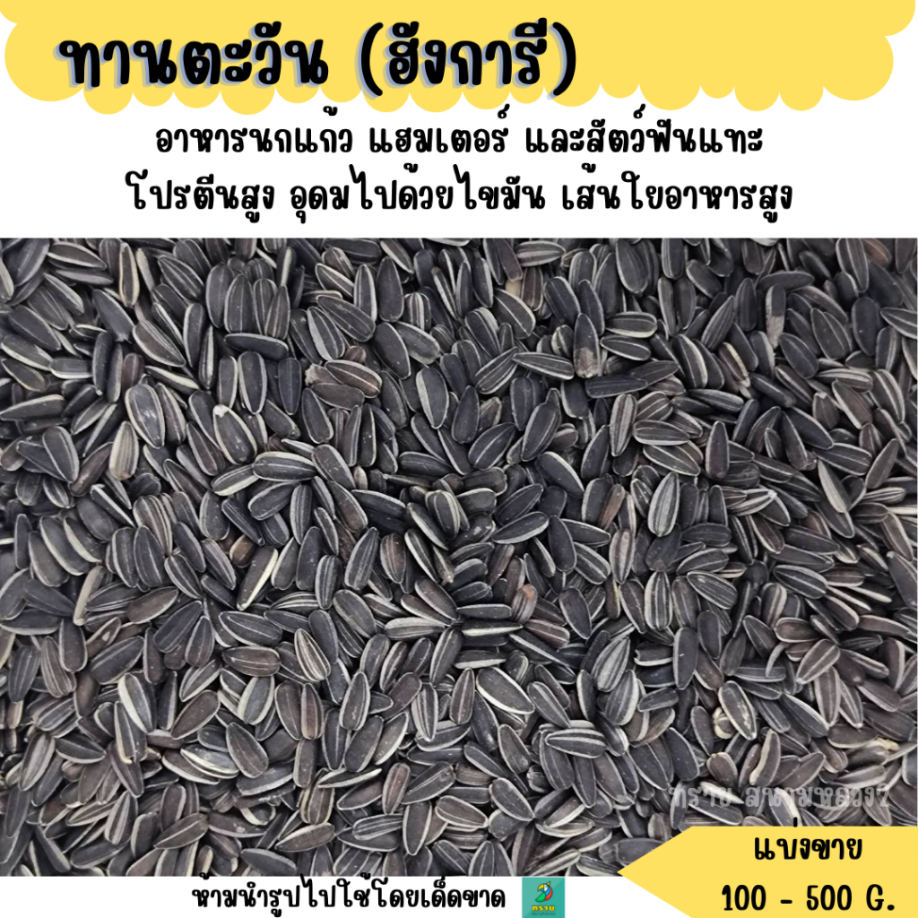 เมล็ดทานตะวัน ฮังการี (แบ่งขาย 500 g. - 1 kg.) อาหารนกแก้ว แฮมเตอร์ และสัตว์ฟันแทะ