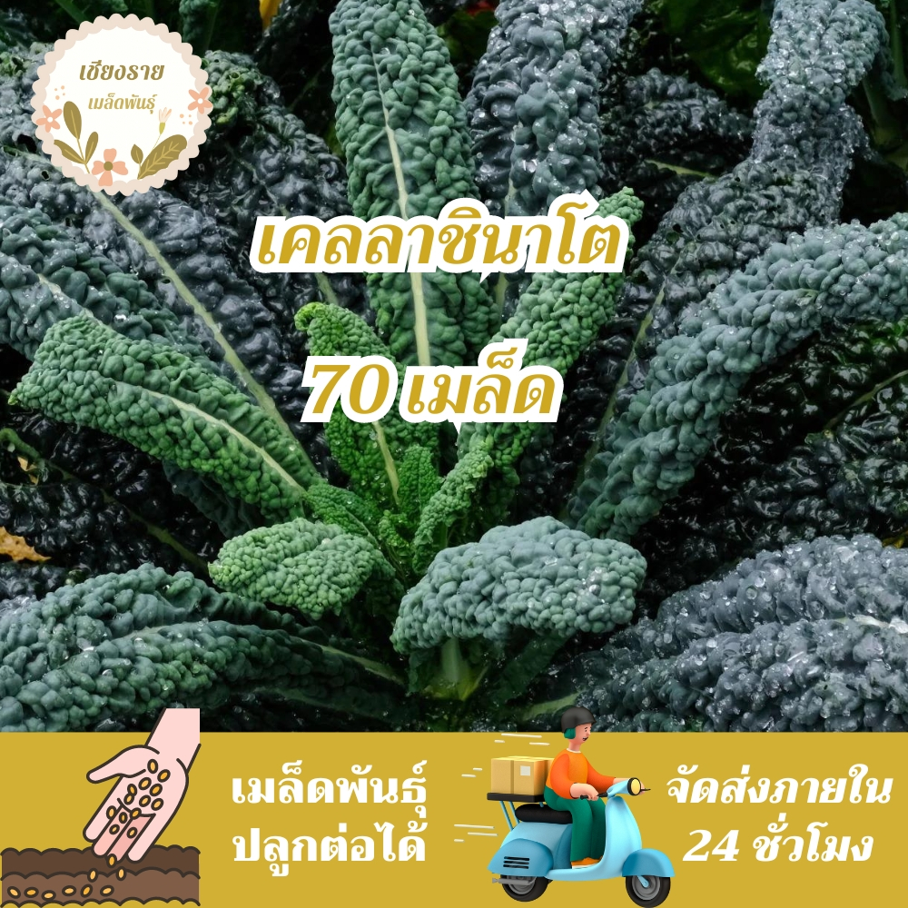 เมล็ดพันธุ์ คะน้าเคล ลาชินาโต 70 เมล็ด Lacinato Kale Seed เมล็ดพันธุ์แท้100% นำเข้าจากต่างประเทศ ปลูกผักสวนครัว ประหยัด