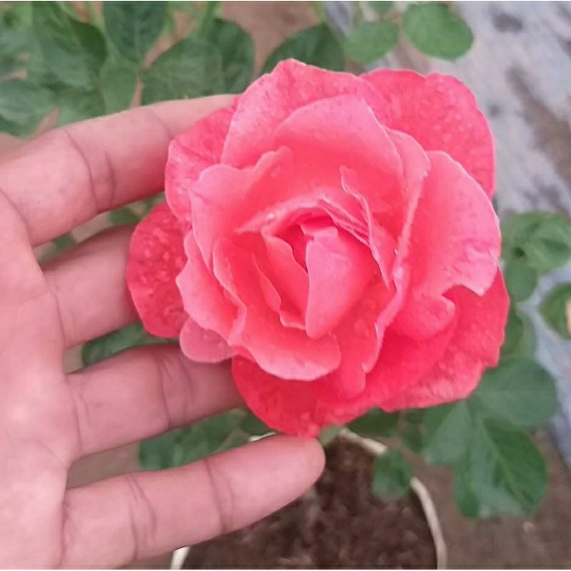 กุหลาบพุ่ม"Camelot" สีส้มโอรส ปลูกกลางแดดสีออกส้มสดไม้ตัดดอก