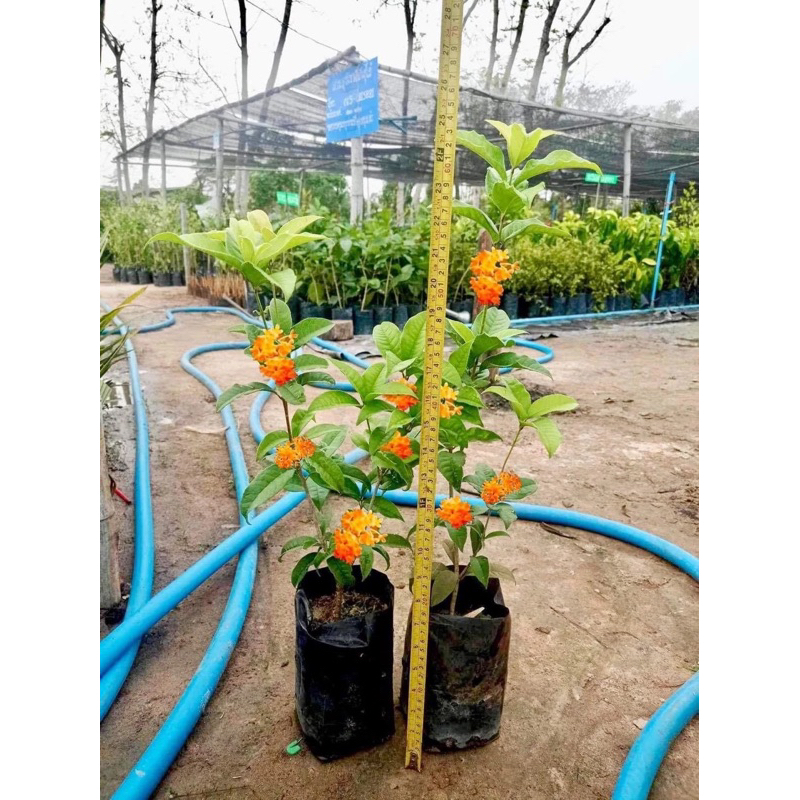 ต้น หอมหมื่นลี้ ไซร้ใหญ่ติดดอกเลย