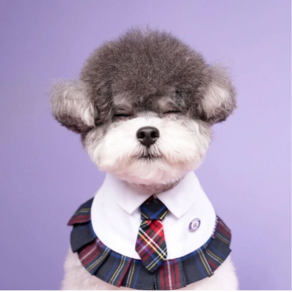 Momoji Paula Tartan Red Plaid Pet Bib ชุดสุนัข ชุดแมว