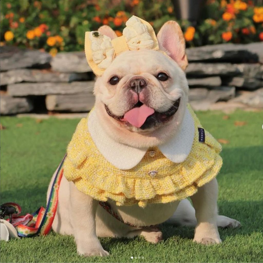 Momoji Kristen Bumblebee Yellow Pet Bib ชุดสุนัข ชุดแมว