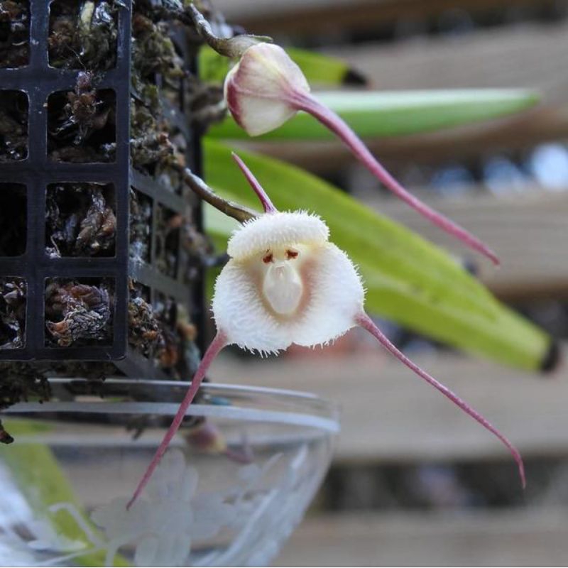 กล้วยไม้หน้าลิงดอกขาวไม้เนื้อเยื่อไม้นำเข้าชุดทดลองปลูก