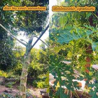 หัวเชื้อ เชื้อไตรโคเดอร์ม่า (Trichoderma ) ชนิดน้ำกำจัดโรครากเน่า โคนเน่า แคงเกอร์ ใบจุด ราสนิม