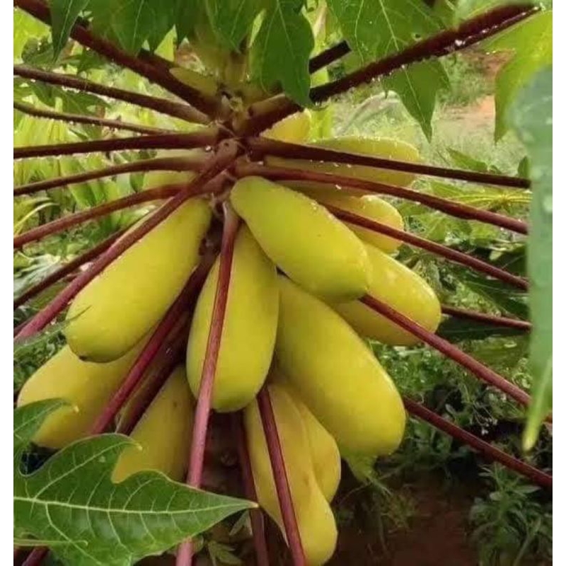 เมล็ดพันธุมะละกอเหลืองกะบี่20เมล็ด