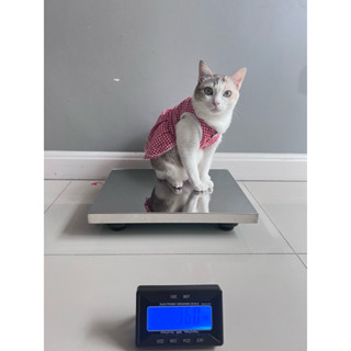 เครื่องชั่งน้ำหนักไร้สาย สุนัข ขนาดกลาง ชั่งได้สูงสุด300 kg …