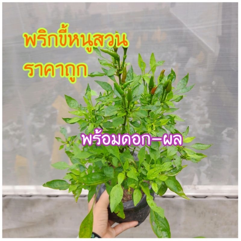 ต้นพริกขี้หนูสวน เม็ดเล็กพร้อมผล ขนาด6×6นิ้ว