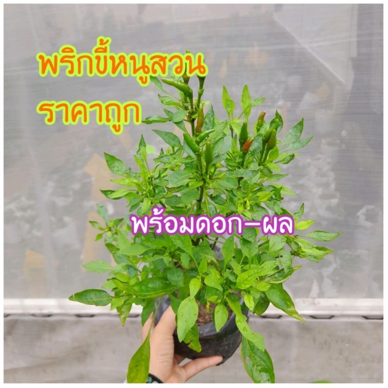 ต้นพริกขี้หนูสวน🌿เม็ดเล็กพร้อมผล👉ขนาด6×6นิ้ว