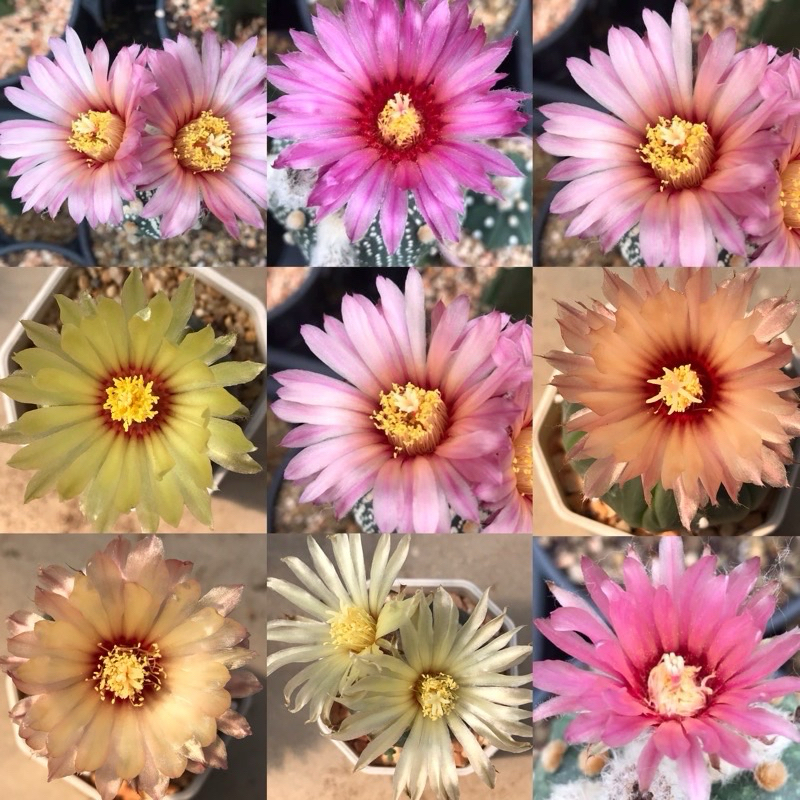 แอสโตรติดตุ่มดอก กระถาง2“นิ้ว ลุ้นสีดอก astrophytum