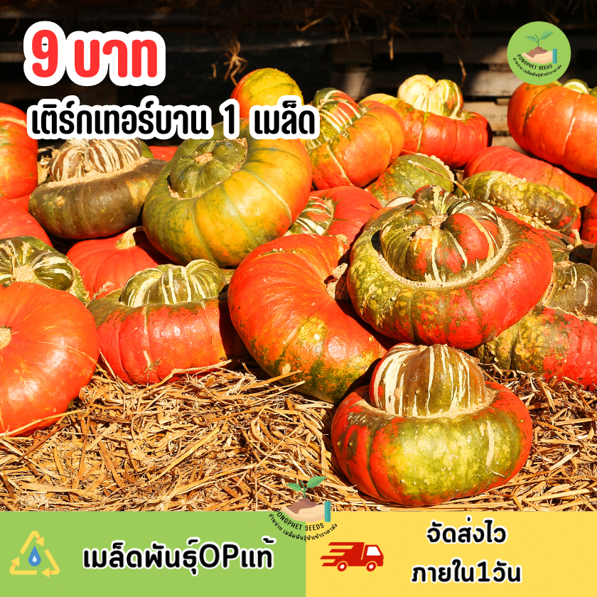 9บาท ฟักทองเติร์กเทอร์บาน 1 เมล็ด
