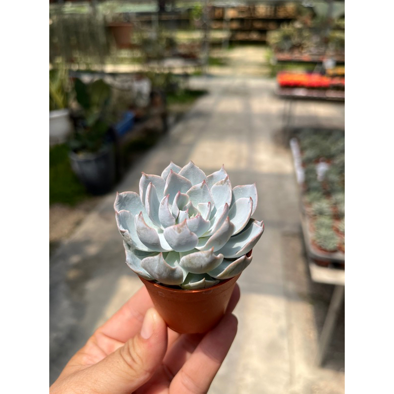 Echeveria Blue Heron