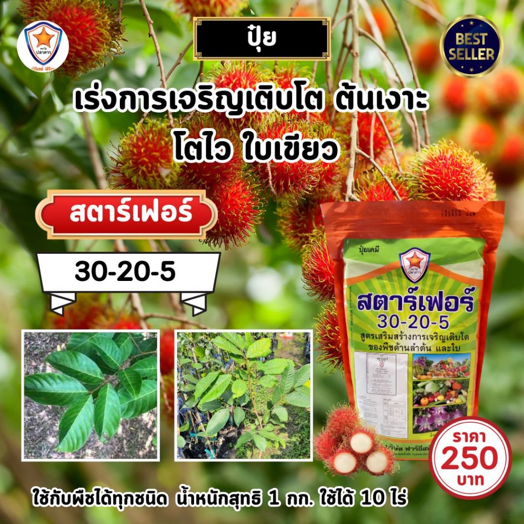 ปุ๋ย ฉีดพ่น ต้นเงาะ โตไว ใบเขียว เร่งราก เร่งดอก ผลใหญ่ ดกเต็มต้น น้ำหนักดี เพิ่มผลผลิต โดย สตาร์เฟอร์