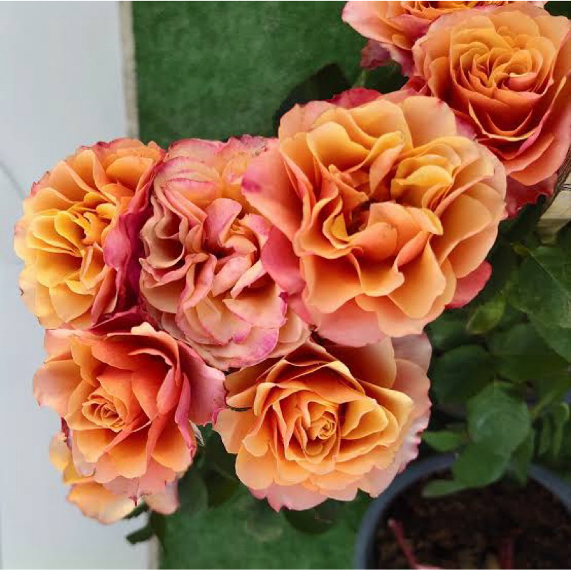 กุหลาบ 🌹 vintage sepia สีแปลกตา ทรงพุ่มดอกหอมอ่อน (ส่งติดดอก) แบบถุง
