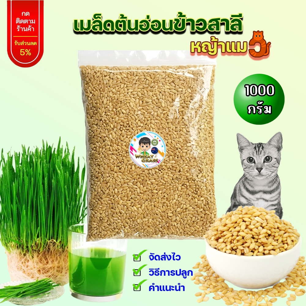 เมล็ดข้าวสาลี ขนาด 1 กิโลกรัม ราคาถูก เกรดนำเข้า หญ้าแมว อัตราการงอกสูง เมล็ดต้นอ่อนข้าวสาลี