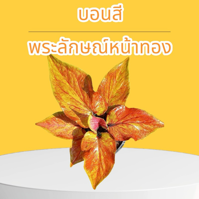 บอนสีพระลักษณ์หน้าทอง ใบสีทองสวยมาก กระถาง 4นิ้ว