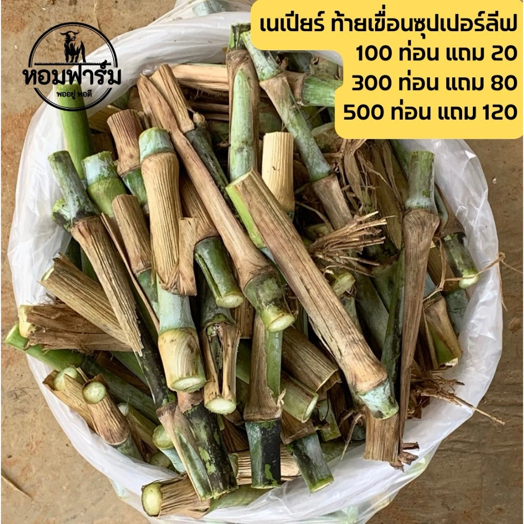 ท่อนพันธุ์ หญ้าเนเปียร์ ท้ายเขื่อนซุปเปอร์ลีฟ / โปรตีนสูง โตไว ใบเยอะ