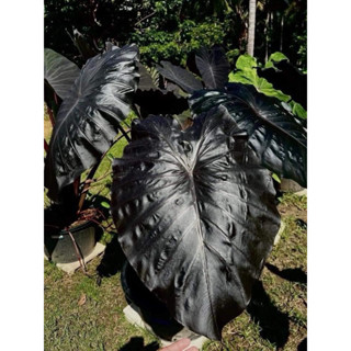 โคโลคาเซียแบทแมน (Colocasia Batman) ไม้ฟอกอากาศ ไม้มงคล บอนส…