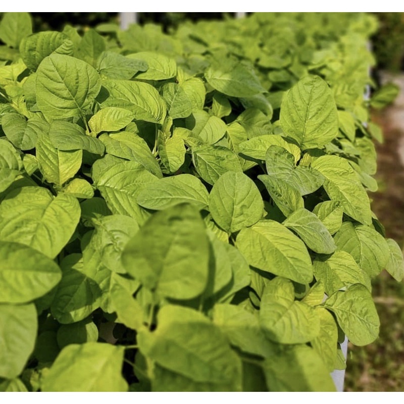 เมล็ดผักโขมเขียว100 เมล็ด เมล็ดผักโขมเขียว200 เมล็ด