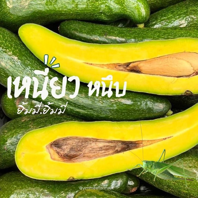 [5กก.] อะโวคาโด้ 034 (พันธุ์นี้ให้ผลยาว เนื้อดี เนียว มัน) ( ไม่รวมน้ำหนักบรรจุภัณฑ์) 🥑🥑