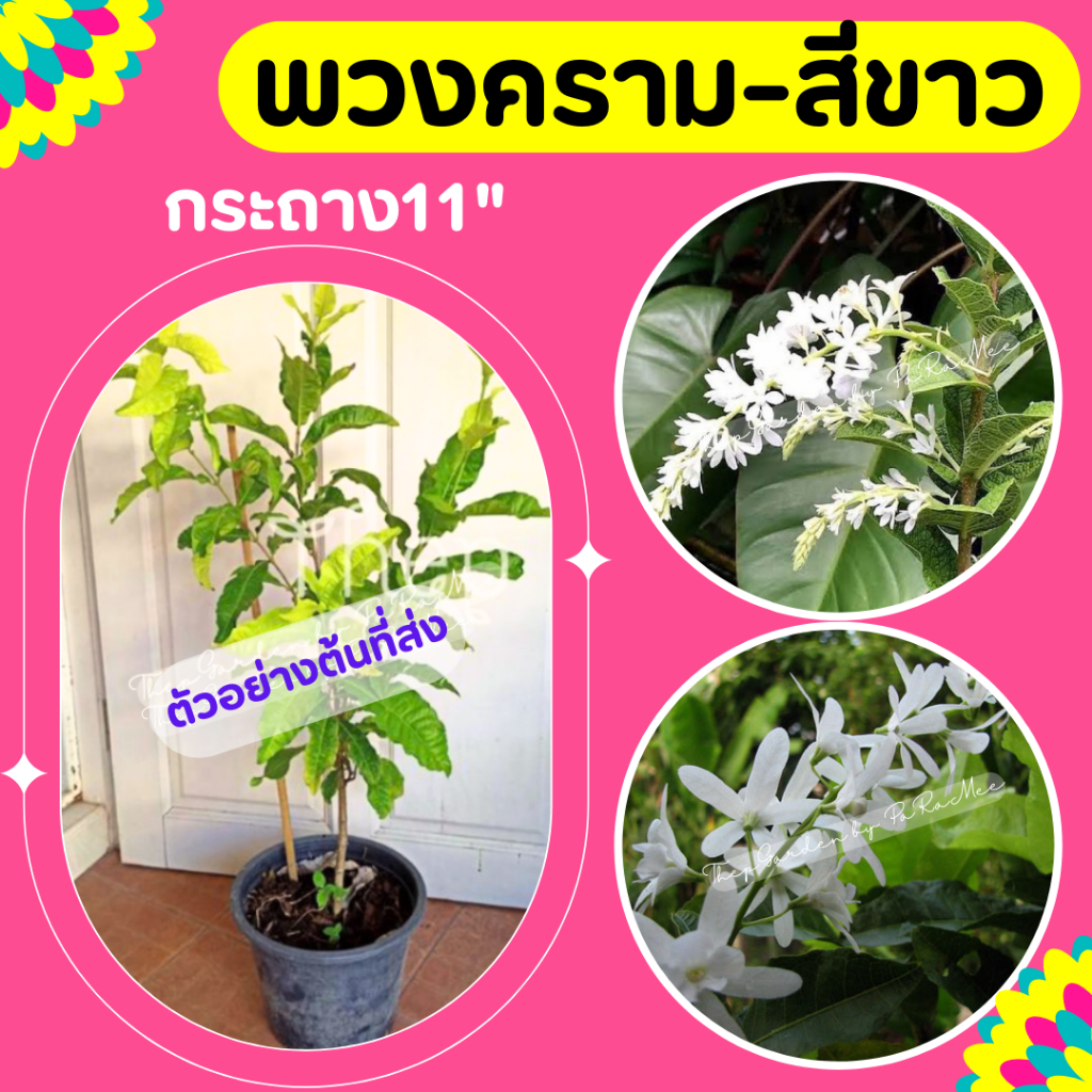 ต้นพวงครามสีขาว กระถาง 11 นิ้ว
