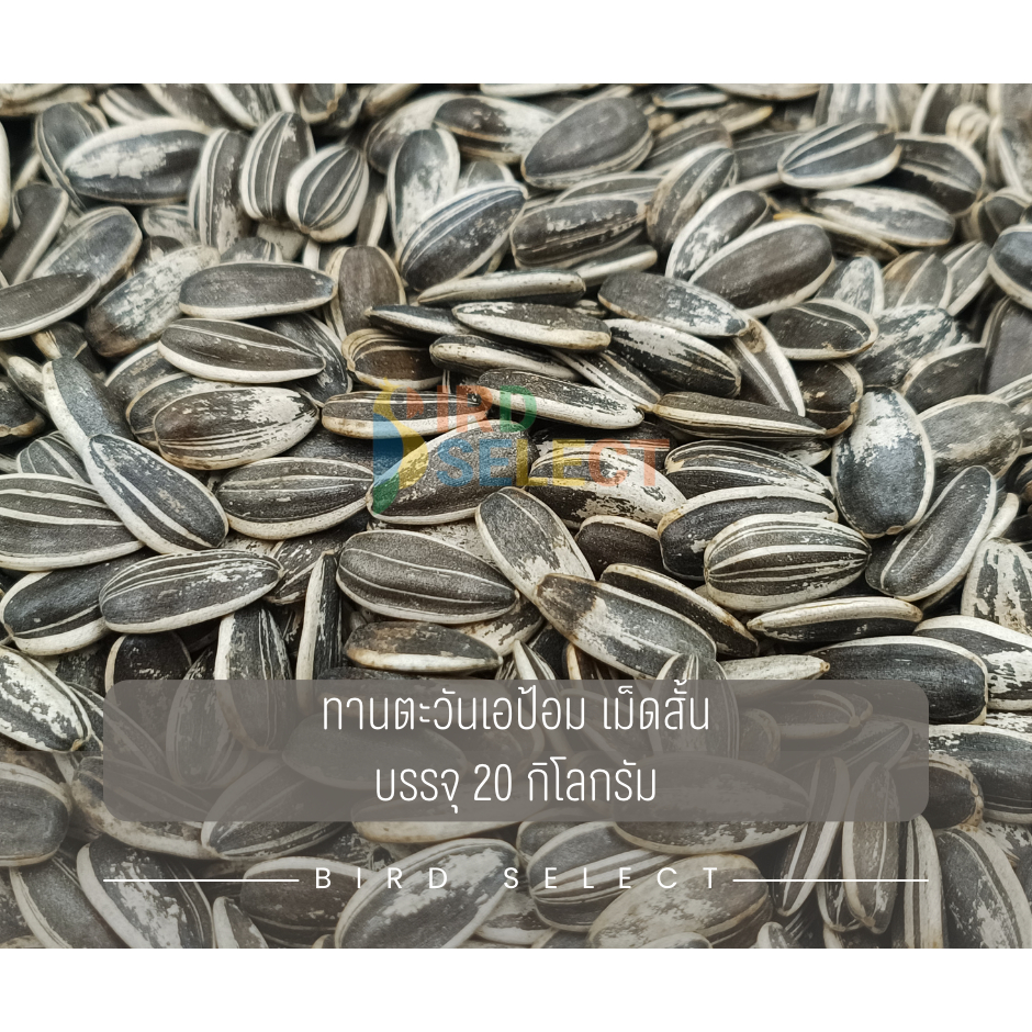 ทานตะวันเอป้อมเม็ดสั้น บรรจะกระสอบ 20 กก.