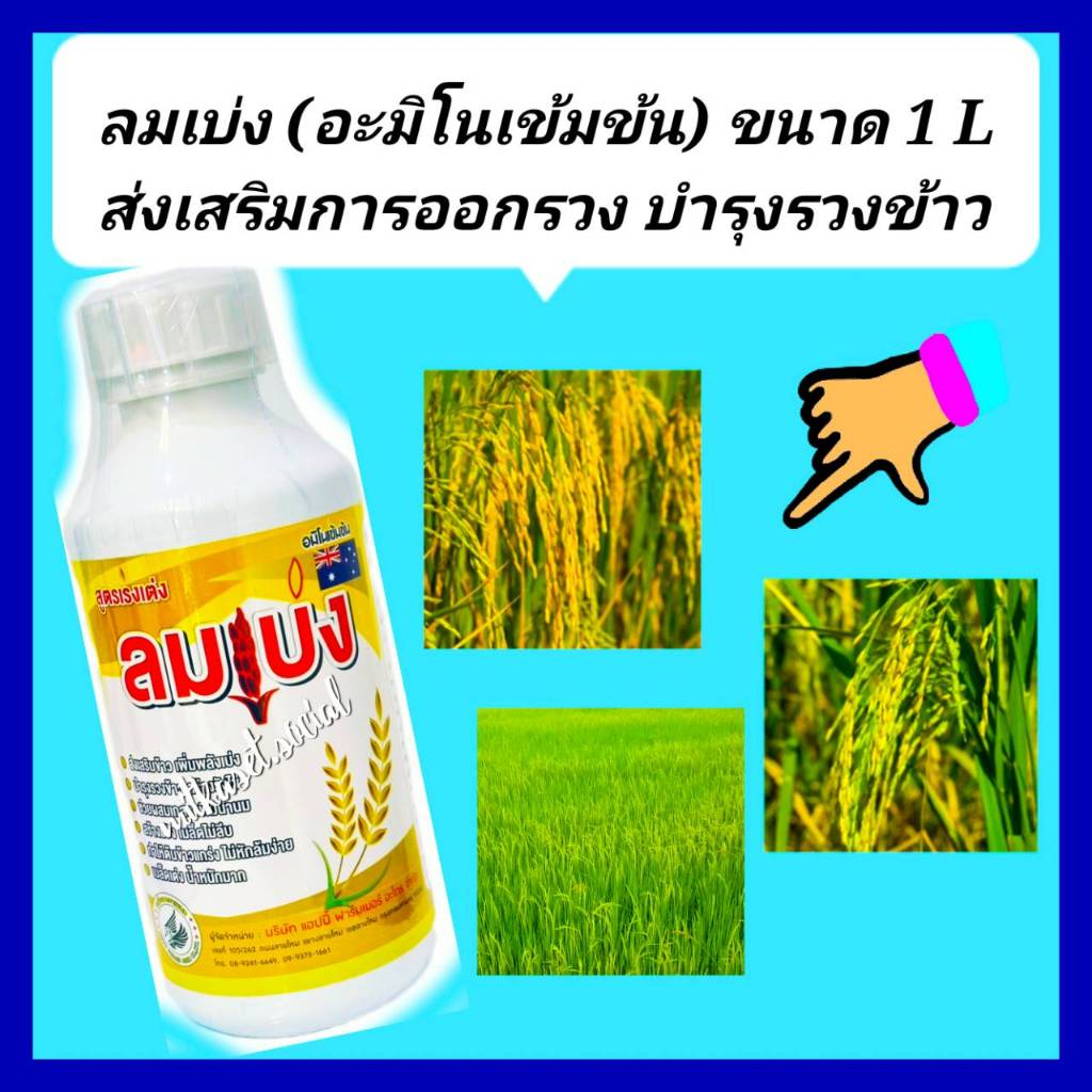 ลมเบ่ง 1ลิตร อะมิโน+ธาตุอาหารรองเสริม เมล็ดข้าวเต็ม ได้น้ำหนัก ข้าวออกรวงเสมอ ขั้วเหนียวไม่หลุดร่วง รวงยาว เพิ่มน้ำหนัก