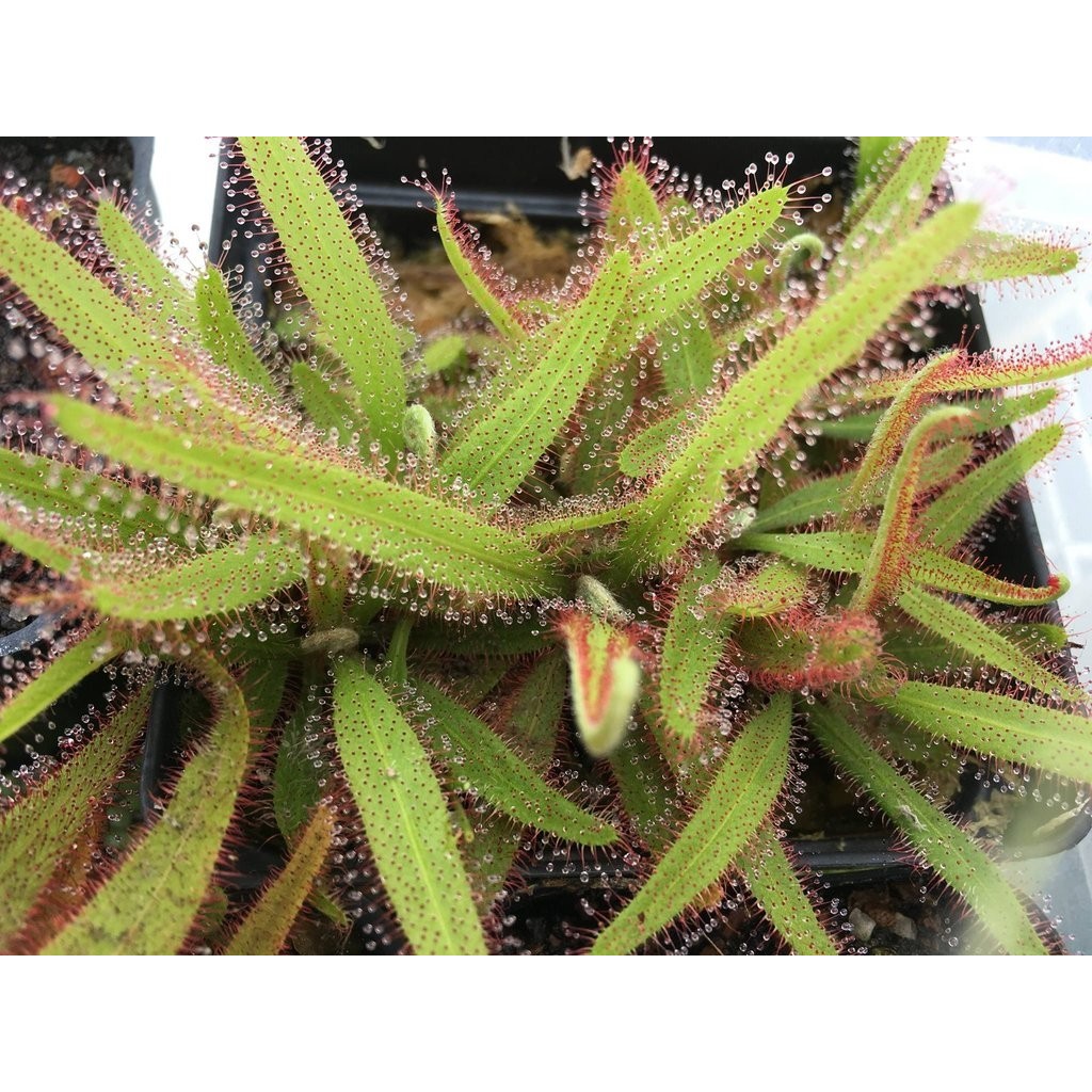 Drosera Adelae | ถุง 1 ต้น เนื้อเยื่อ Tissue culture | พืชกินแมลง