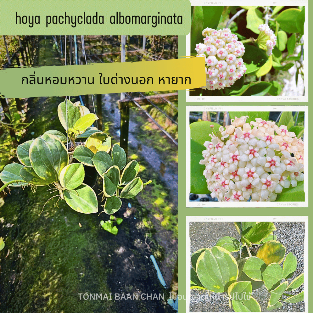 ต้นโฮย่าประกายแก้วด่างนอก Hoya Pachyclada albomarginata กลิ่นหอมหวาน ใบด่างสวย ไม้สะสม