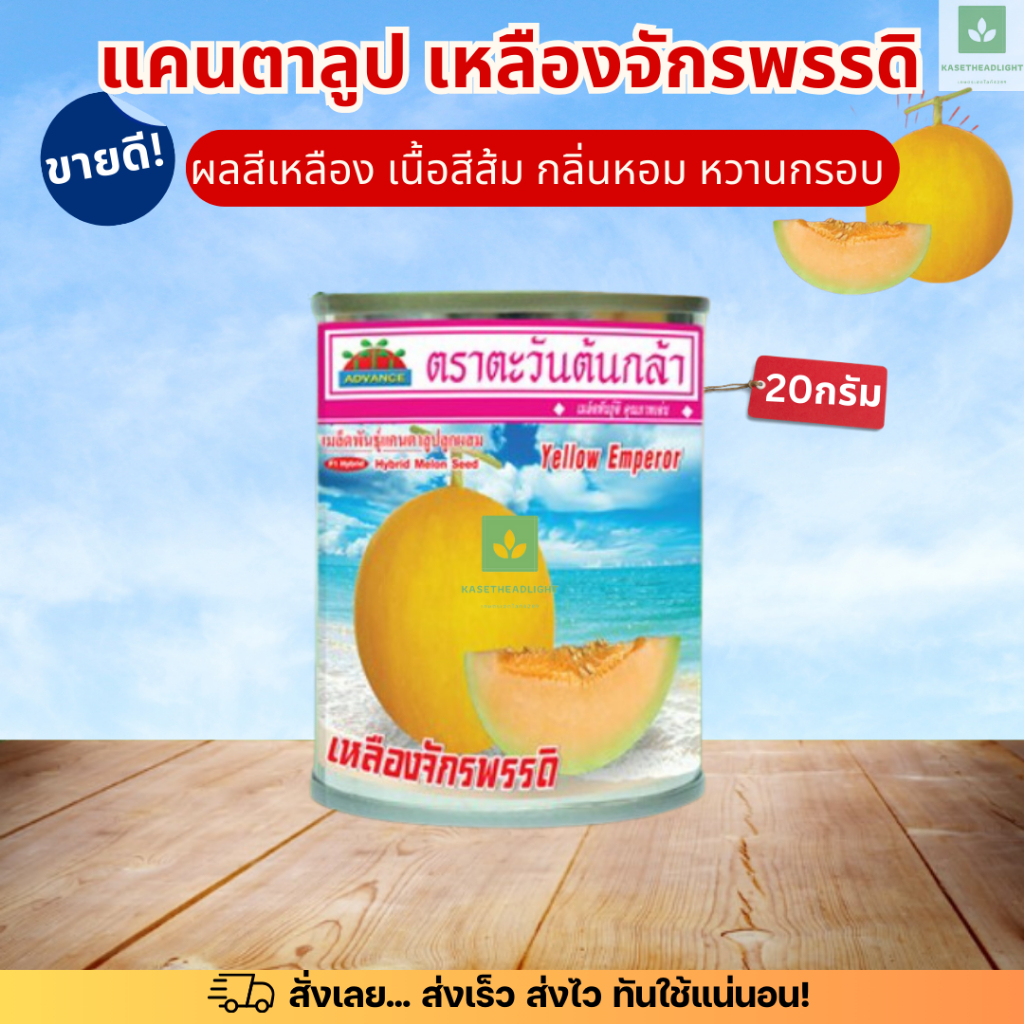 20กรัม แคนตาลูป เหลืองจักรพรรดิ เมล็ดพันธุ์ ตะวันต้นกล้า cantaloupe