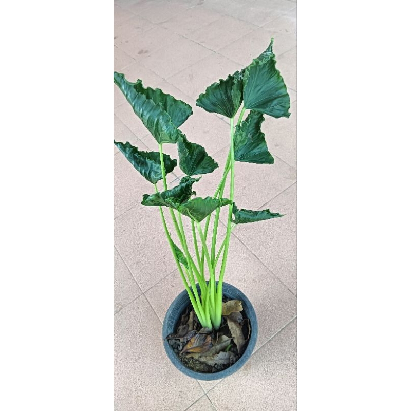 ต้นห่อเงินห่อทองหรือต้นเศียรนาคราชต้นไม้มงคลไม้ฟอกอากาศขนาดความสูง 20-40 cm