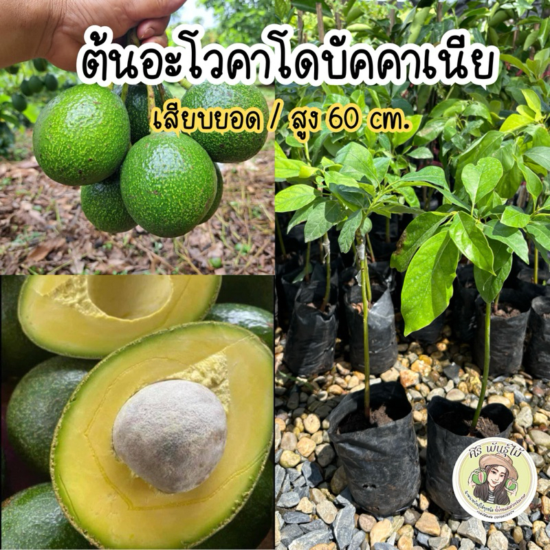 ต้นอะโวคาโดบัคคาเนีย เสียบยอด/สูง60ซม. ต้นแข็งแรงพร้อมลงปลูก
