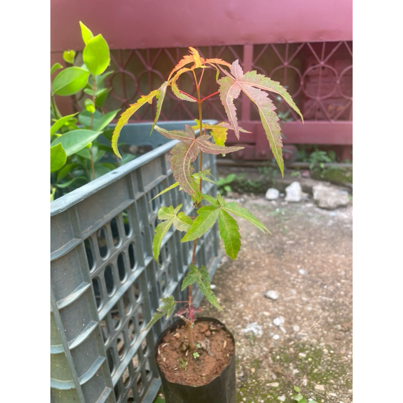 Acer Oliverianum เมเปิ้ลสายพันธุ์โอลิเวอร์