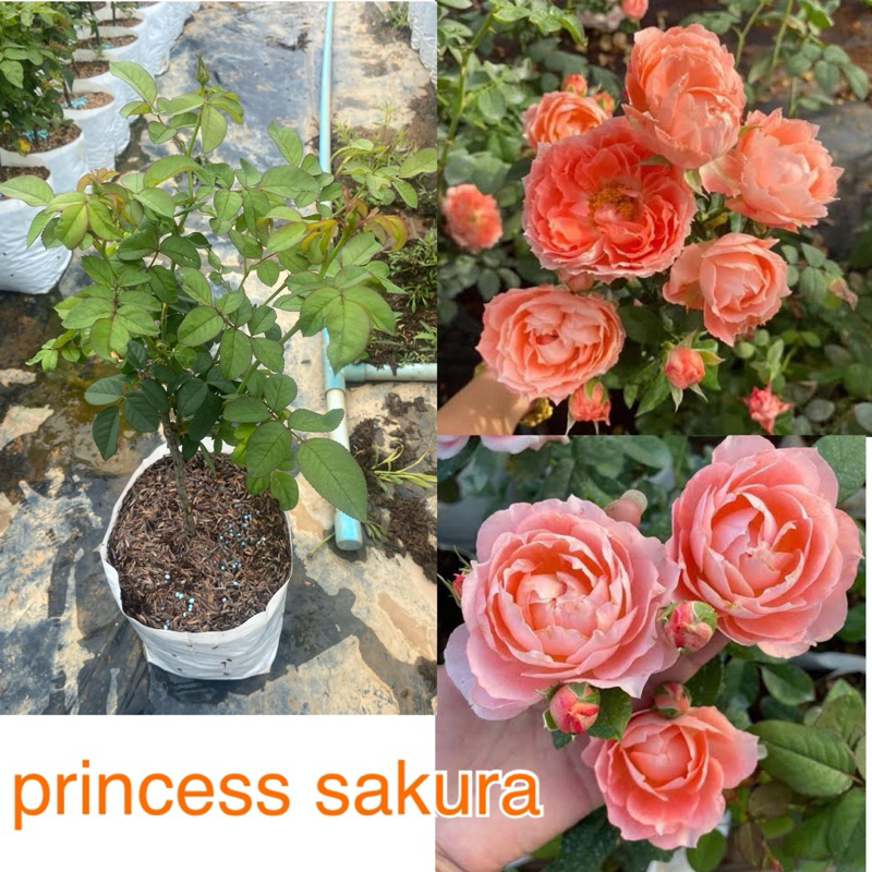 กุหลาบ Princess Sakura (ปริ้นเซส ซากุระ) กุหลาบสีซากุระดอกดกสีสดบ้านทำเลง่าย
