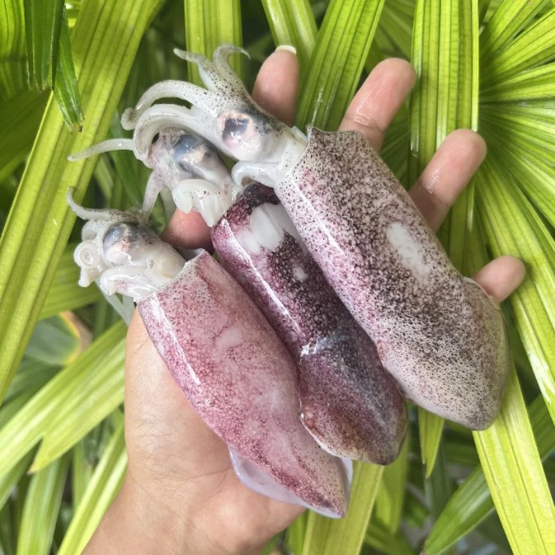 หมึกกล้วยไข่ ไซส์20-30ตัว/โล แบ่งขายกล่องละ500 กรัมและ1กิโลกรัมมีประมาณ10-15ตัวต่อกล่อง