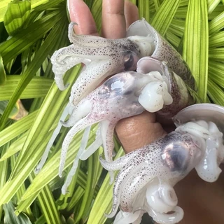 หมึกกล้วยไข่ ไซส์20-30ตัว/โล แบ่งขายกล่องละ500 กรัมและ1กิโลกรัมมีประมาณ10-15ตัวต่อกล่อง
